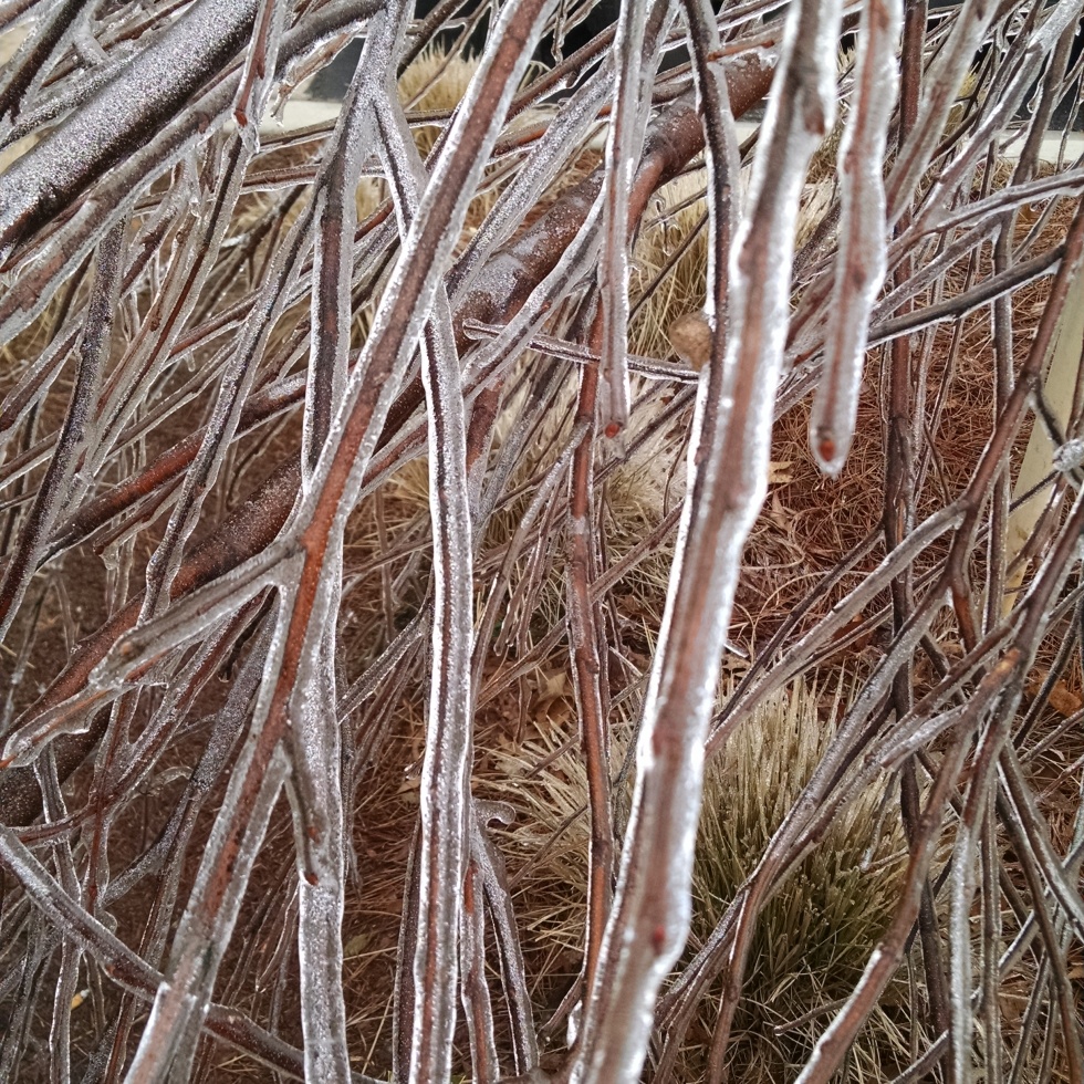 Ice shrouded branches, Cumming, GA 2/17/2015